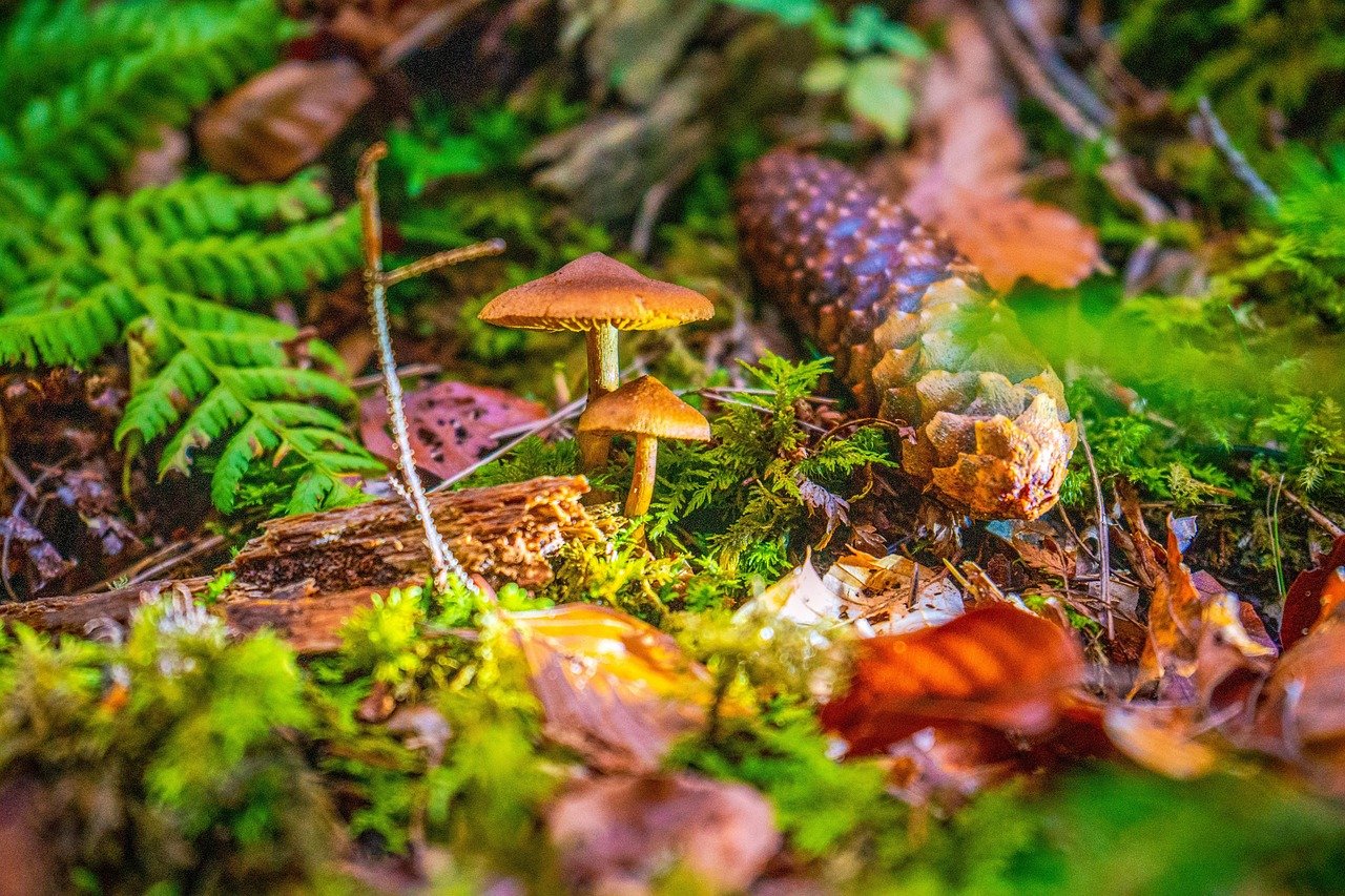 Kurze Gesundheitsdankbarkeit-Sätze in Deutschland